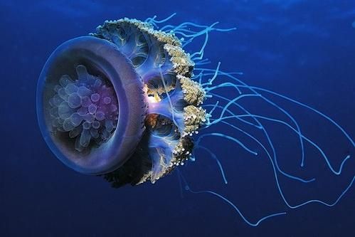 http://www.nixaxa.ru/images/img/big-sea-medusas-01.jpg